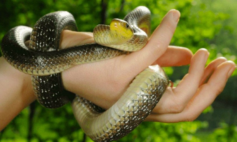 Mơ thấy rắn cắn vào tay